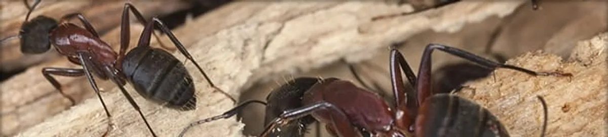 Close-up of ants on wood showing an active ant infestation in Albuquerque, NM