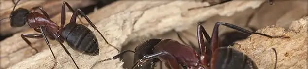 Close-up of ants on wood showing an active ant infestation in Albuquerque, NM