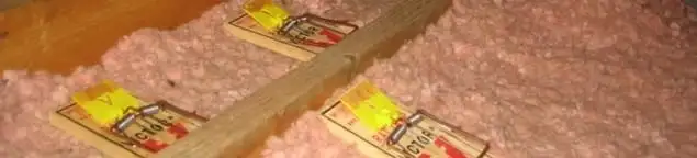 Mouse traps placed in an attic for rodent control in Albuquerque, NM