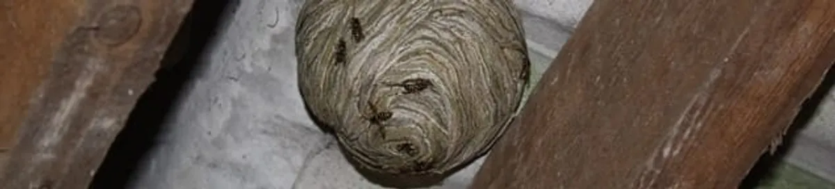 Wasp nest in an attic space, a common home infestation risk in Albuquerque, NM