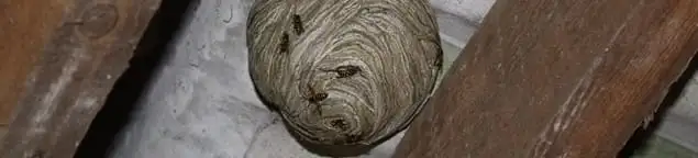 Wasp nest in an attic space, a common home infestation risk in Albuquerque, NM