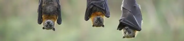 Bats roosting together, a common sign of a bat infestation in Albuquerque, NM