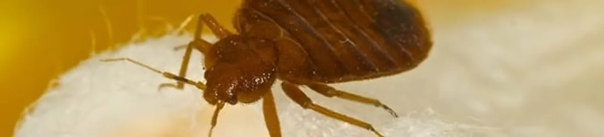 Close-up of a bed bug, a sign of an active infestation in Albuquerque, NM