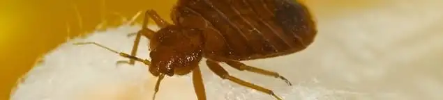Close-up of a bed bug, a sign of an active infestation in Albuquerque, NM