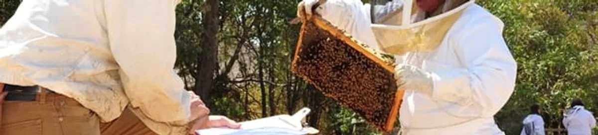 Bee removal specialists relocating a hive and honeycomb safely in Albuquerque, NM
