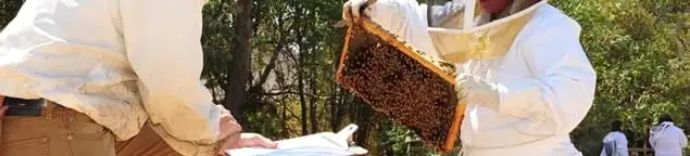 Bee removal specialists relocating a hive and honeycomb safely in Albuquerque, NM