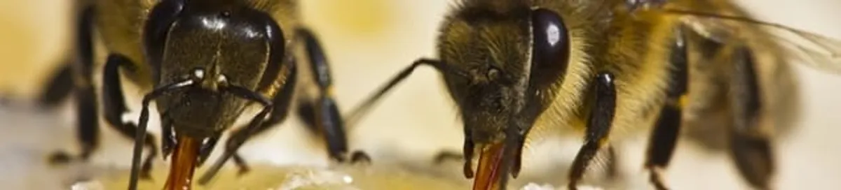 Close-up of honey bees, a sign of a nearby hive in Albuquerque, NM