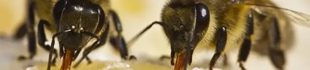 Close-up of honey bees, a sign of a nearby hive in Albuquerque, NM