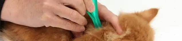 Flea treatment for pets using a flea comb, a sign of flea problems in Albuquerque, NM