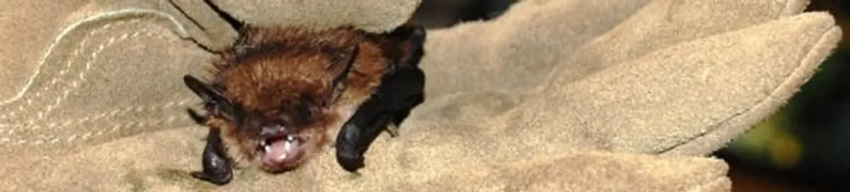 Bat removal specialist holding a bat safely during humane exclusion in Albuquerque, NM