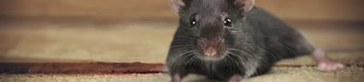 Mouse indoors, a common sign of a rodent infestation in Albuquerque, NM