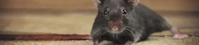 Mouse indoors, a common sign of a rodent infestation in Albuquerque, NM