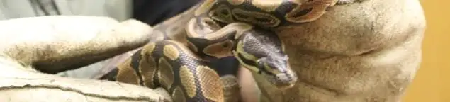 Snake removal specialist safely handling a snake with protective gloves in Albuquerque, NM
