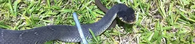 Snake in a yard, a common sign of a snake problem near a home in Albuquerque, NM