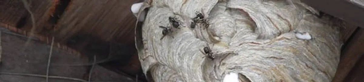 Close-up of a wasp nest with active wasps, a sign of an infestation in Albuquerque, NM