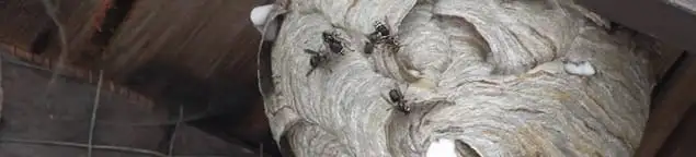 Close-up of a wasp nest with active wasps, a sign of an infestation in Albuquerque, NM